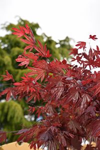 Purple Japanese Maple